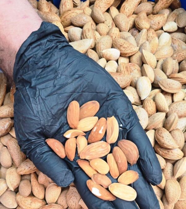 بادام درختی باپوست