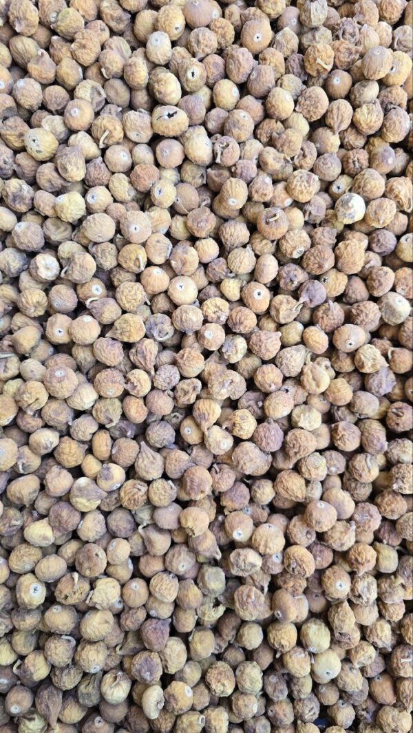 انجیر ریز معمولی (دو رنگ)