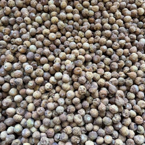 IMG_20251105_154647_826 انجیر نقلی معمولی (دو رنگ)